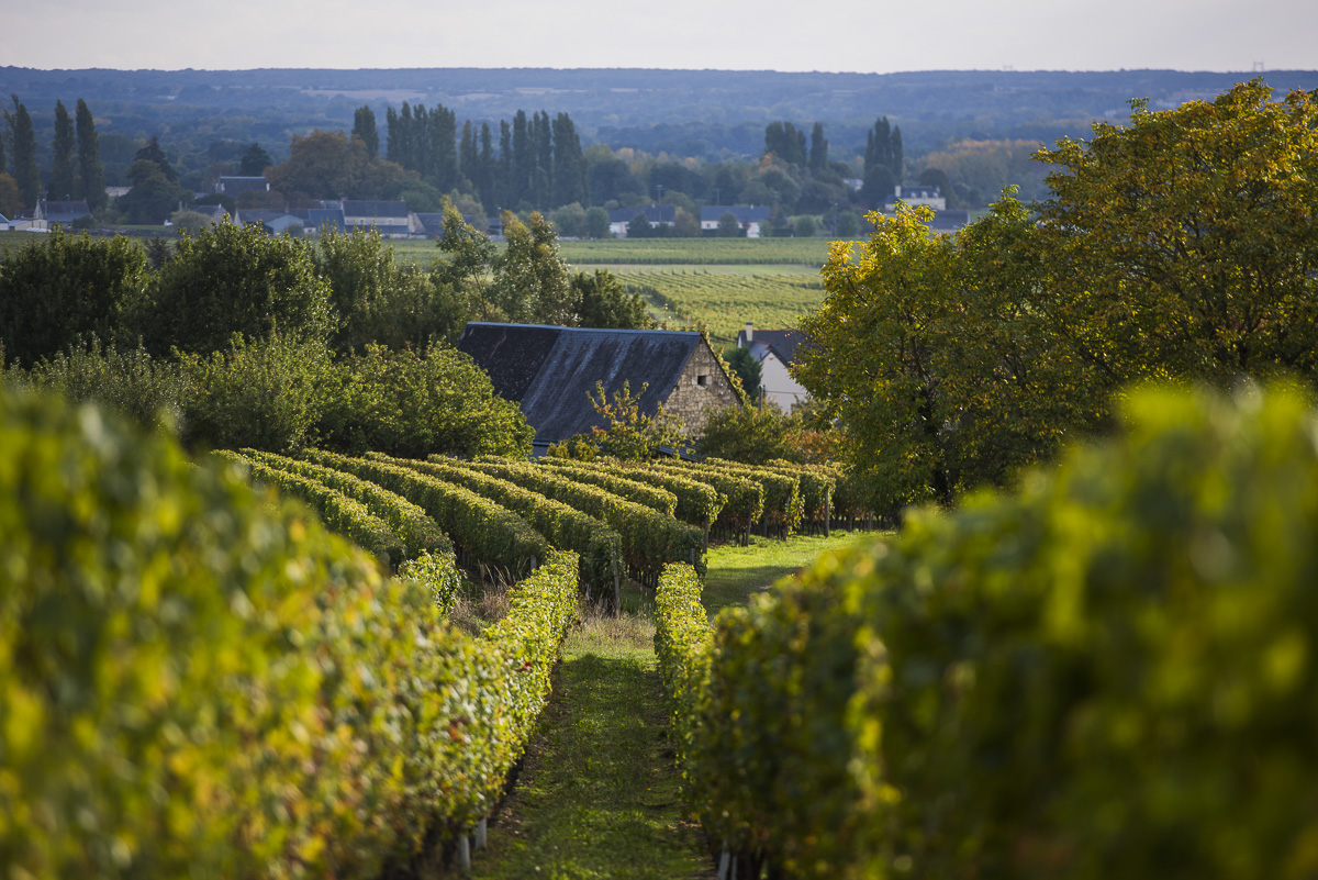 Vignoble de Bourgueil